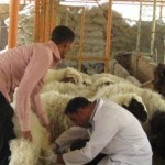 تلقيح الحيوانات الأليفة بـ