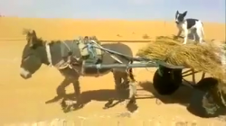 عربة يجرها حمار ويحترم قانون المرور بقيادة كلب