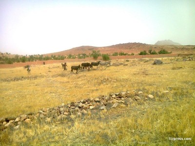 hamir