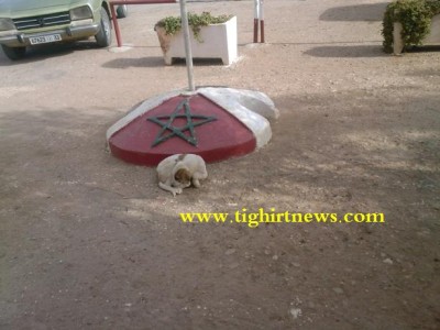 صورة لكلب ينام أمام مقر الجماعة