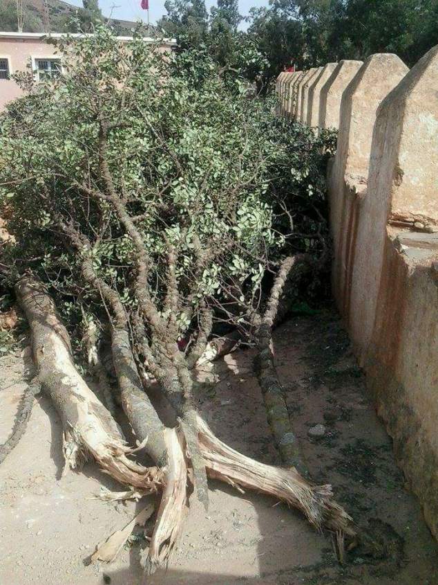 جانب من الأشجار موضوع النقاش