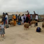 توزيع 105 أضحية على اليتامى المتمدرسين بإقليم سيدي إفني