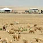 الرحل يـُفسدون مزارع الساكنة بجماعة إبضر ليلة أمس والسلطات تحل بعين المكان