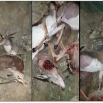 (فيديو) تيزنيت  ... اعتقال صياد الغزلان وشريك له بعد ارتكابهما لمخالفة مرورية بأكادير