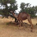 الرعاة الرحل يقضون على غلة الأركان بإقليم تيزنيت