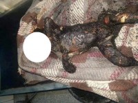 فواجع لا يمحوها التكفل بدفن الأموات