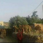 رئيس جماعة بإقليم تيزنيت يـُطالب السلطات بالتصدي للرعاة الرحل ويـُهدد باللجوء إلى القوة