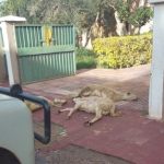 رعاة رحل يتخلصون من أغنام نافقة في تزنيت