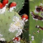 الحشرة القرمزية تواصل الفتك بمنتوج الصبار وتزعج ساكنة بقرى سيدي إفني